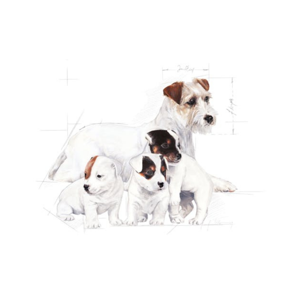 Royal Canin Baby Dog Milk